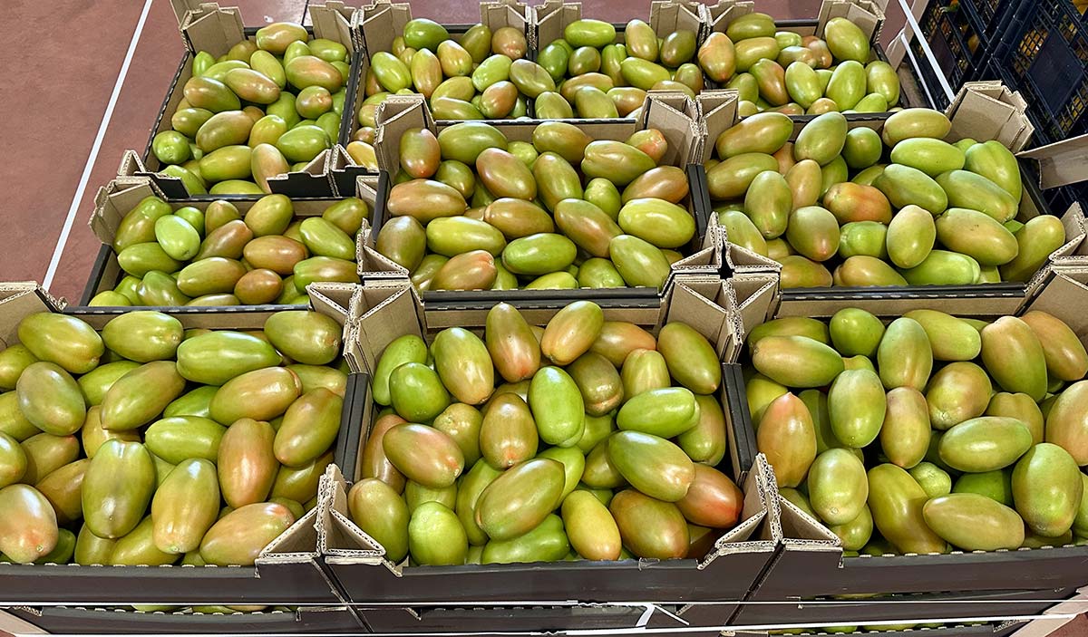 Pomodoro oblungo verde, origine Lazio, 1,30/1,40 euro al chilo